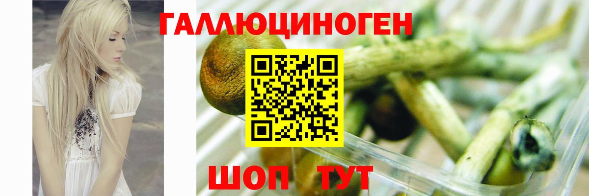 Псилоцибиновые грибы Psilocybine cubensis  Вход с VPN  Псилоцибиновые грибы GOLDEN TEACHER  Орск 